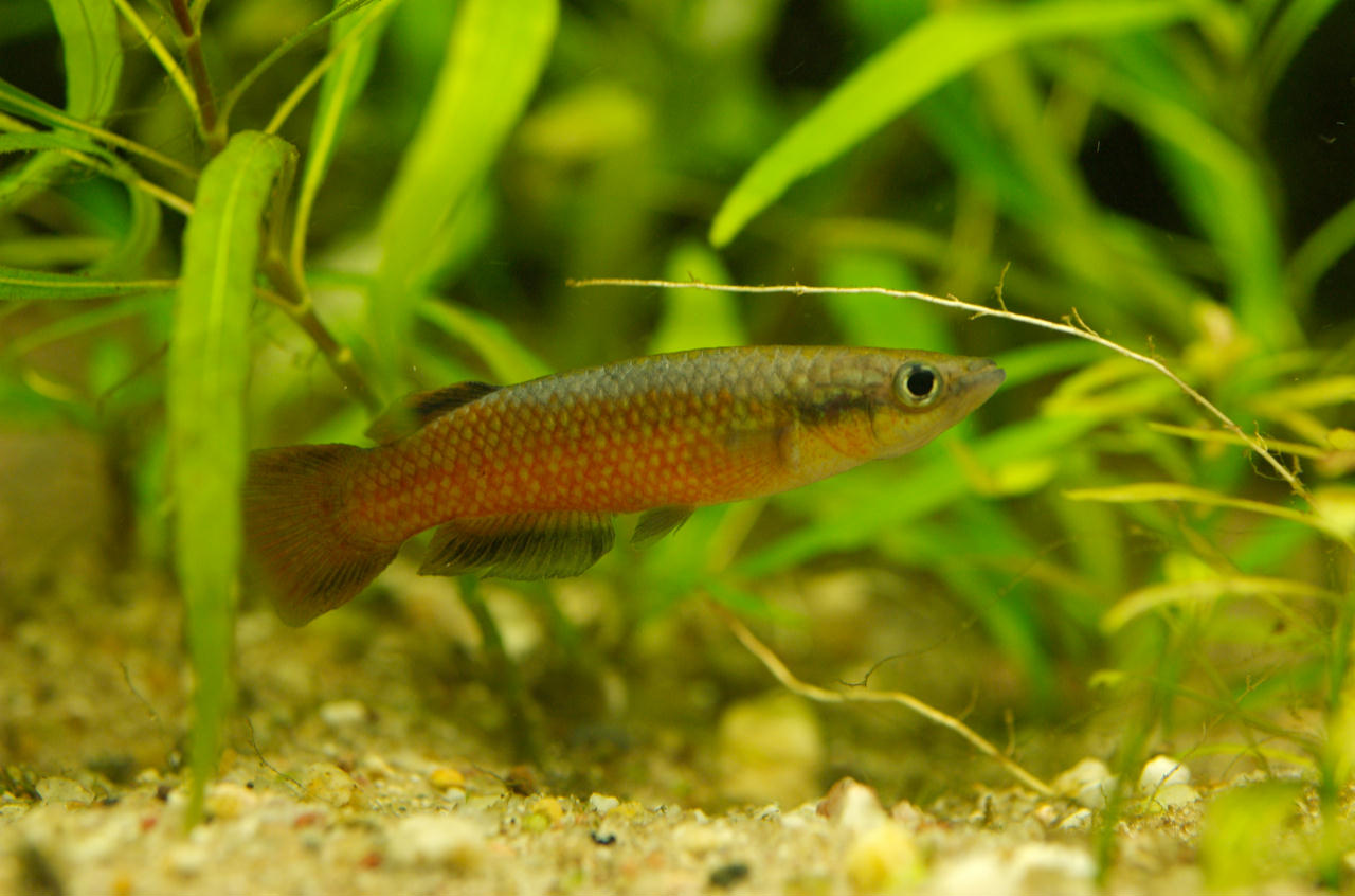 Pachypanchax omalonotus